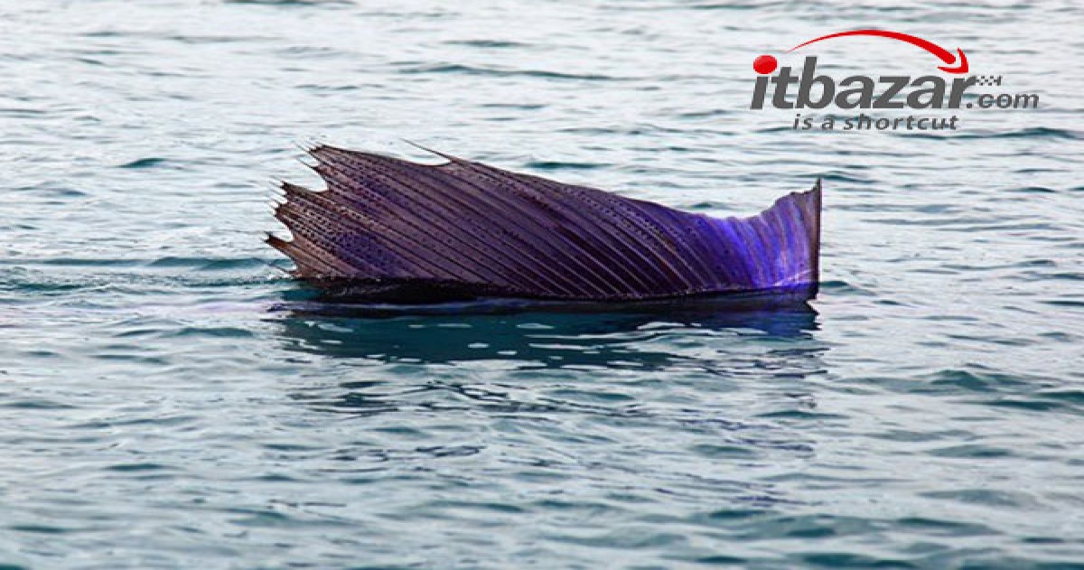 Sailfish